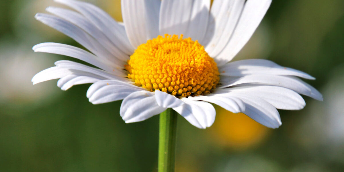Chamomile