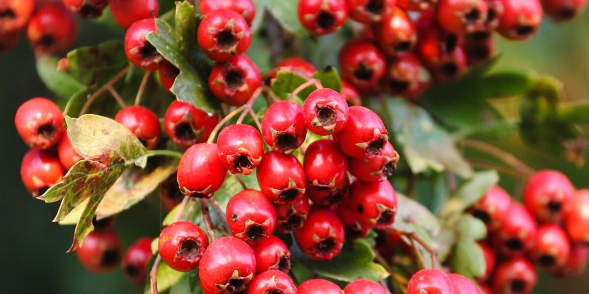 Hawthorn