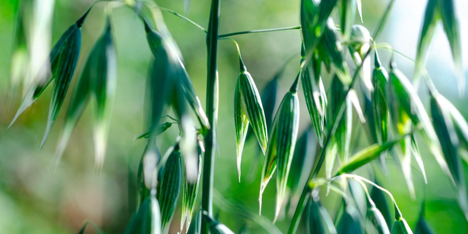 Milky Oats Banner